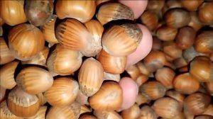 Семена Медвежьего ореха — Урожай 2025 Россия | Small Gardens