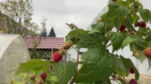 Ремонтантная малина сорт Недосягаемая. Сорт Шапка мономаха.