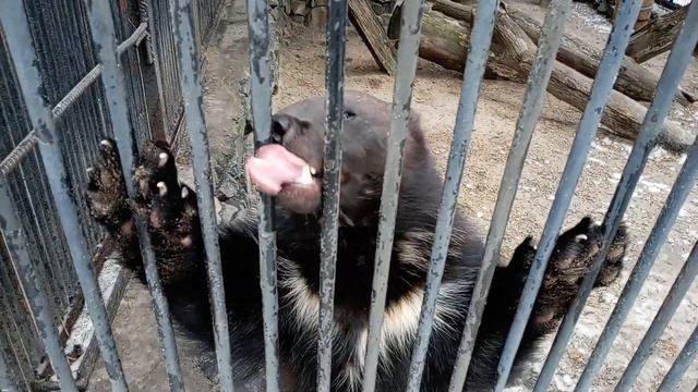 Росомахе надоело лежать в гамаке пора и к посетителям подойти 21.10.2025 смотреть онлайн