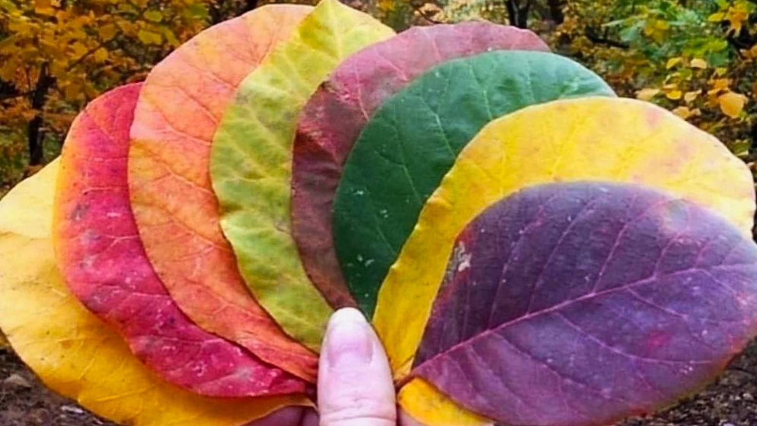 Золотая осень в Ботаническом саду Петербурга. смотреть онлайн