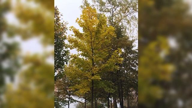 Октябрь 2025 - II. Lambert. Tram.