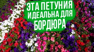 Идеальная серия петунии для бордюрного озеленения.