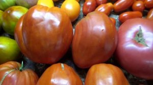 Знаменитый томат Польская слива тетушки Сварло - плод более 1 кг! №1056. Дегустация сорта.