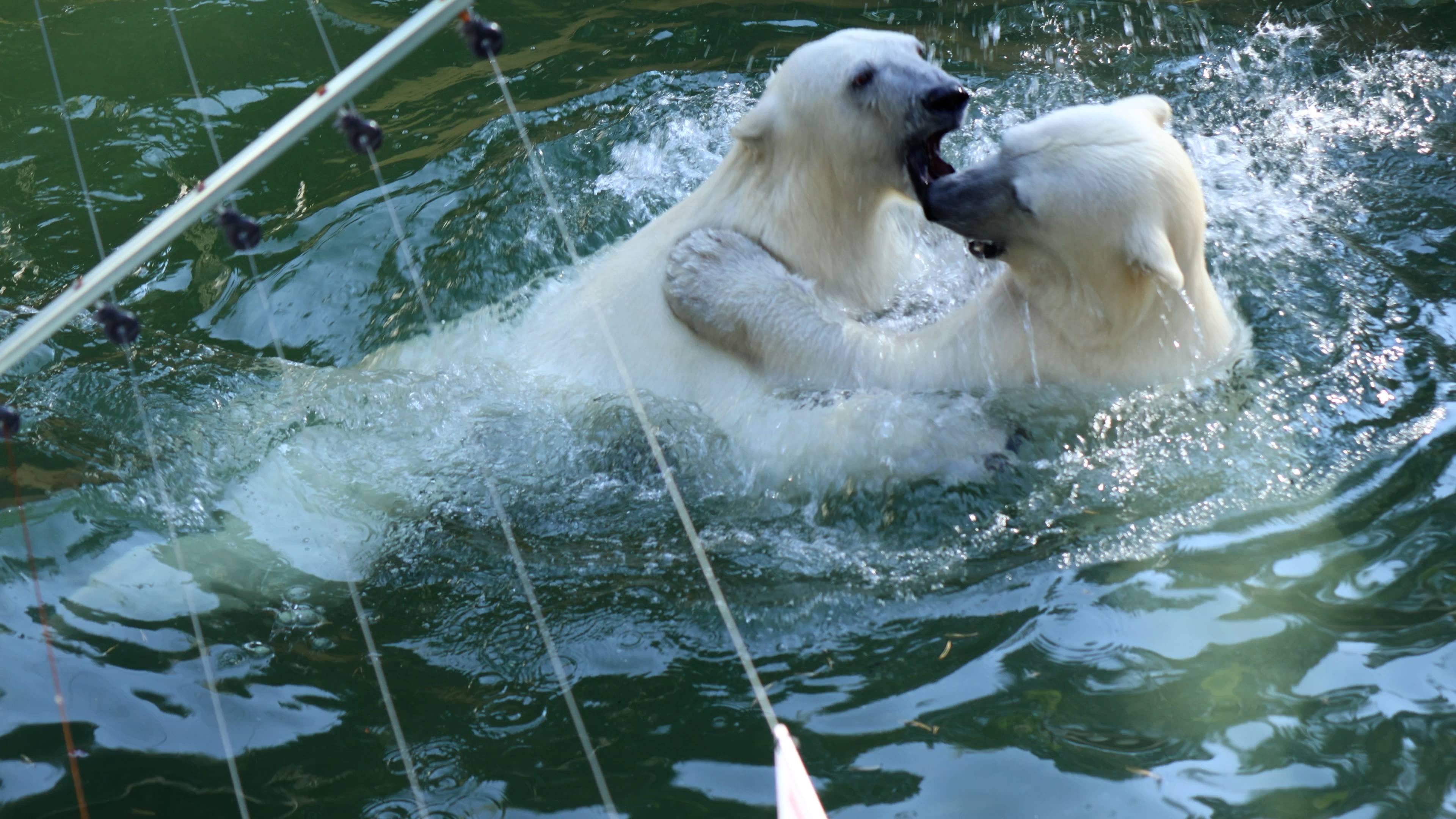 Белка и Стрелка играют вместе в бассейне смотреть онлайн
