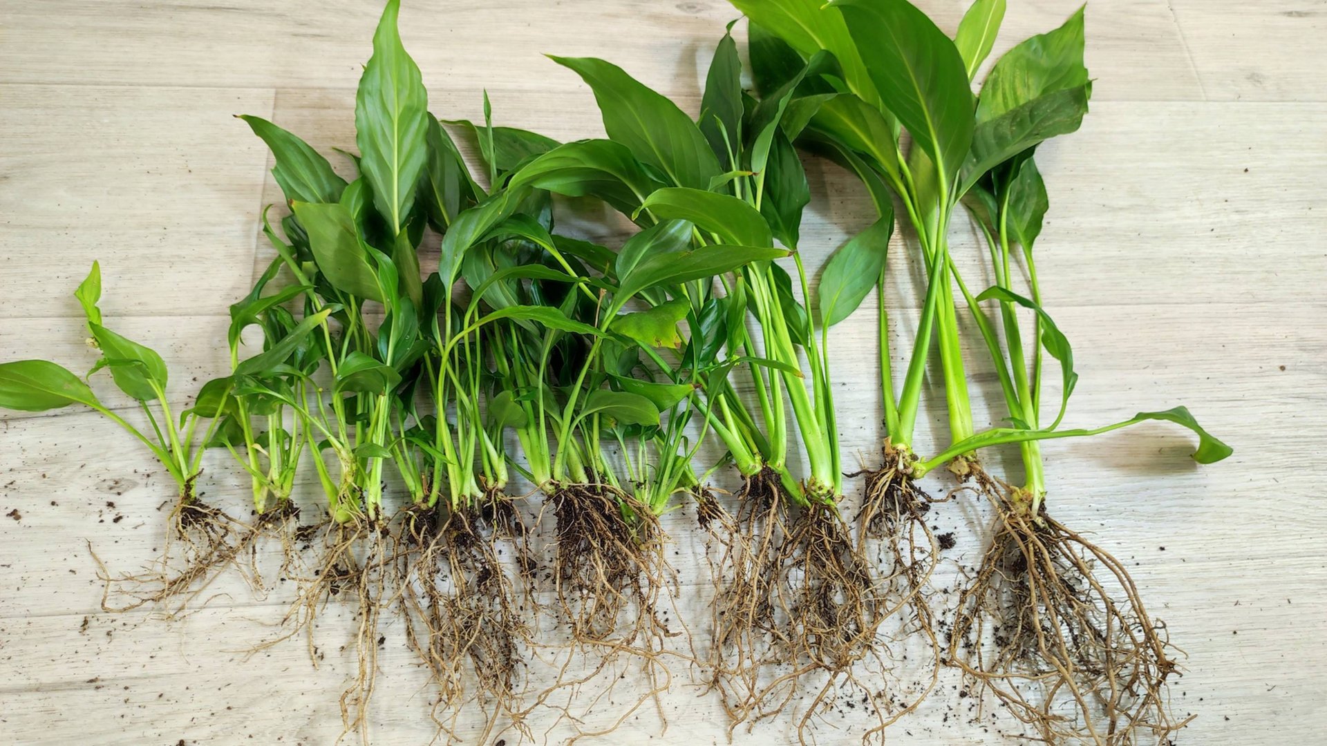 Мало кто знает что Спатифиллум выращивают только так и таким способом легко получить 20 растений смотреть онлайн