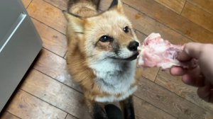 Лиса-Алиса. Лиса утащила тапок