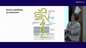 Кисурина О.П. - Клеточная биология - 5. Мембраны клеток