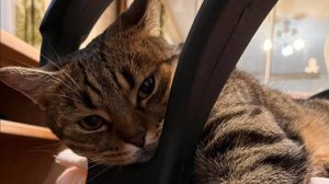 Это твой дом