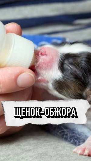 Очень Прожорливый Щенок 😂