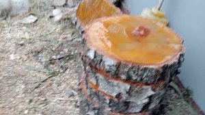 Как высушить спилы и чтоб не треснули.