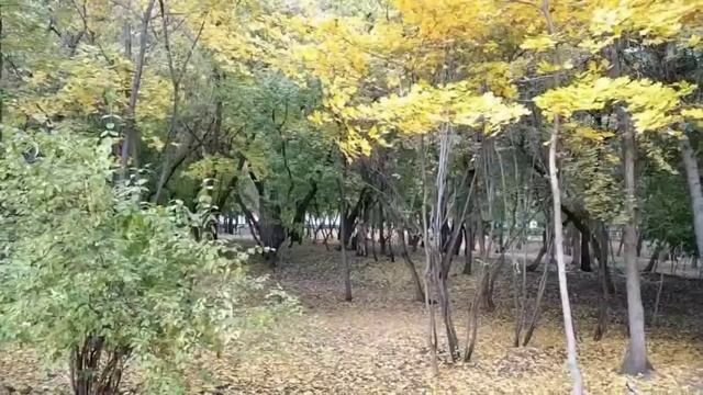 *Моя Хорошая*ВАЛЕРИЙ ПАЛАУСКАУС..ДУШЕВНО.... смотреть онлайн