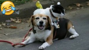 СМЕШНЫЕ КОТЫ И СОБАКИ | ЛУЧШИЕ ПРИКОЛЫ С КОТАМИ, КОШКИ, ЖИВОТНЫЕ