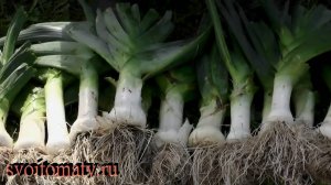 Выращивание Лука-порея в грядке с садовой земляникой