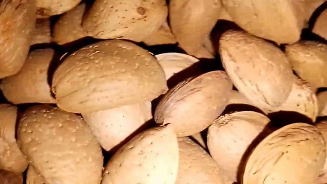 Миндаль Форос семена для проращивания Ростов-на-Дону | Small Gardens