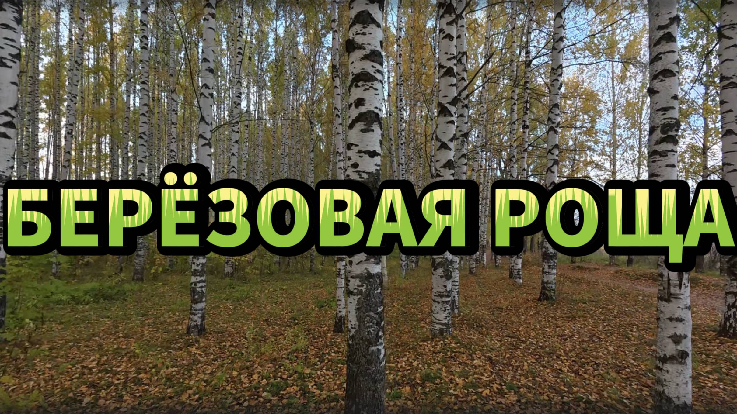 Прогулка по берёзовой роще на солнечном берегу смотреть онлайн