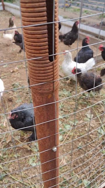 Курочки в деревне смотреть онлайн