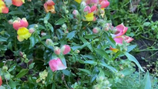 Львиный зев сорт Snappi F1 (Снеппи) смотреть онлайн