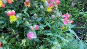 Львиный зев сорт Snappi F1 (Снеппи)