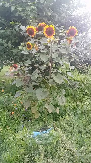 подсолнухи