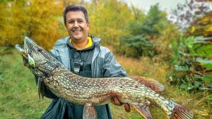 Поклевка ОГРОМНОЙ ЩУКИ прямо под НОГАМИ! Рыбалка Осенью на спиннинг с берега