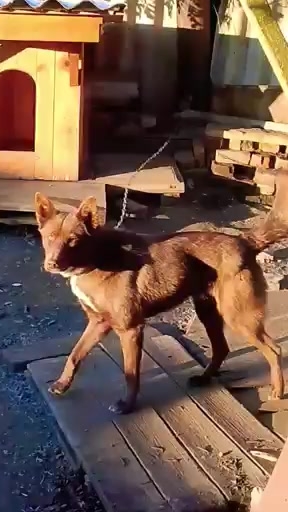 Мишкино утро. Вот так мысли с утра! 😁🐕 смотреть онлайн