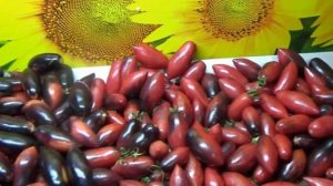 Томат Сливка Гурман анто - удача этого 2023 года. №1099.