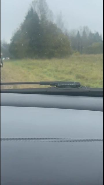 Нашествие быков)