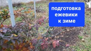 Подготовка ежевики к зиме  21-10-2025