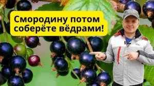 Подкормите ТАК чёрную смородину осенью и летний урожай вас удивит