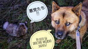 Пёс Кубик встретил собако-енота. Они друг другу не понравились