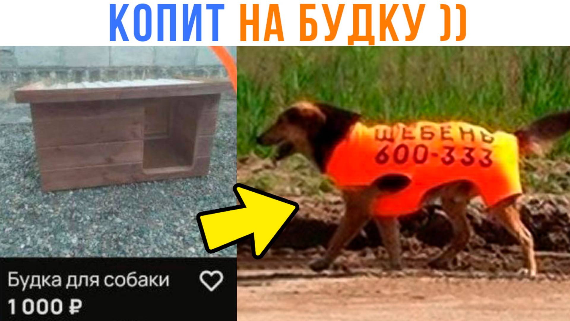 ПЁС КОПИТ НА ХАТУ ))) Приколы | Мемозг 1676 смотреть онлайн