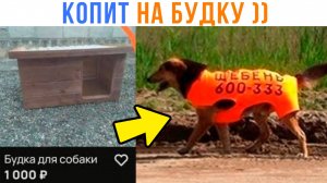 ПЁС КОПИТ НА ХАТУ ))) Приколы | Мемозг 1676