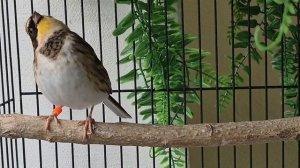 Желтогорлая овсянка, молодой самец