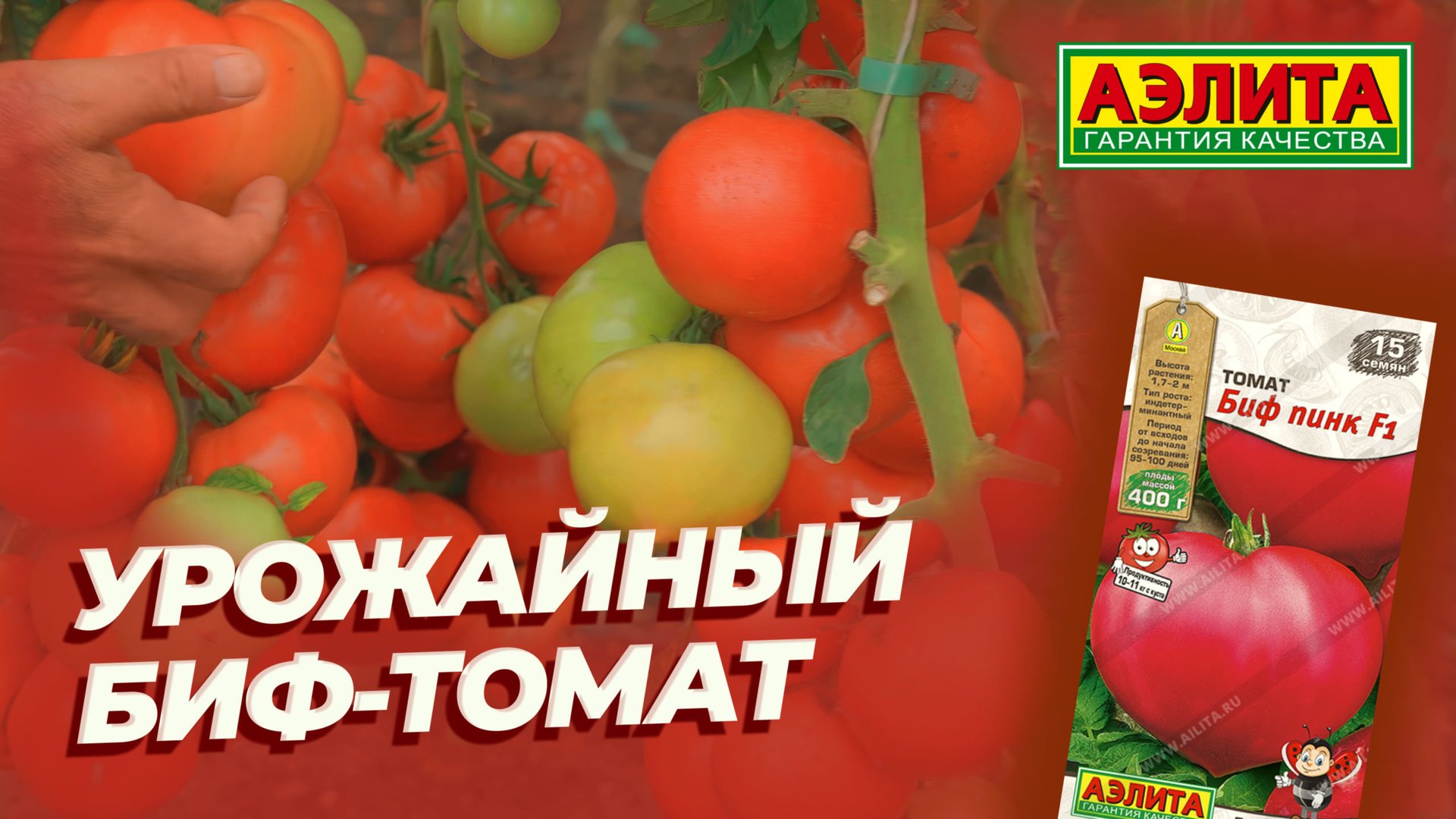 УРОЖАЙНЫЙ томат БИФ-ПИНК F1. Выращивайте его именно так!