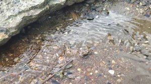 Маленький ручеек