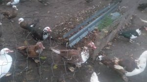 Индоутка  мускусная утка