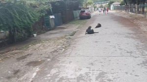 ЦАНДРИПШ ПРОГУЛКА ПО ЦННТРУ