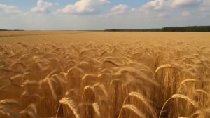 Футаж. Пшеничное поле.mp4