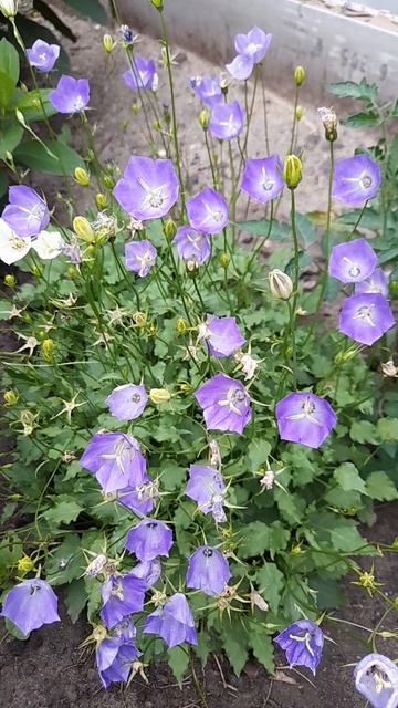 Платикодон крупноцветковый Царь-Колокол. смотреть онлайн