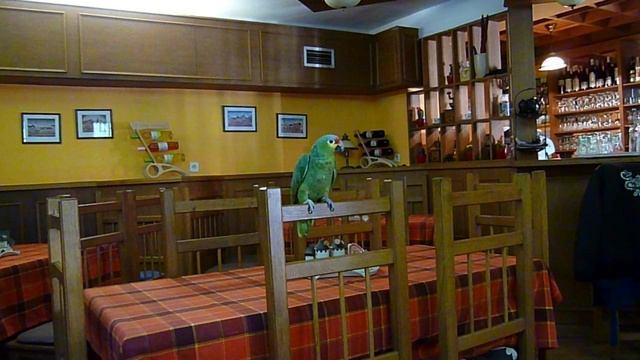 Говорящий попугай в чешском ресторане (возле замка Карлштейн). смотреть онлайн