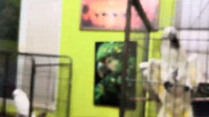 Финику НЕ НРАВИТСЯ СОСЕДСТВО и он не придумал нечего лучше, чем ЛУПИТЬ Дениса!))