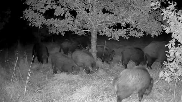 Кабаны фото ловушка смотреть онлайн