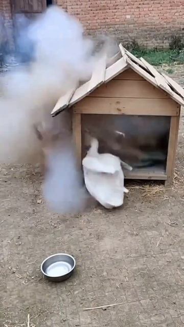 Ох уж эти птички!) смотреть онлайн