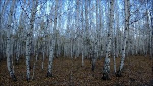 Золотая осень на Южном Урале. Челябинск  20 октября 2025г.