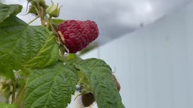 Ремонтантная малина 20 сентября смотреть онлайн