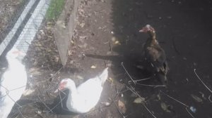 Индоутка  — крупный вид уток