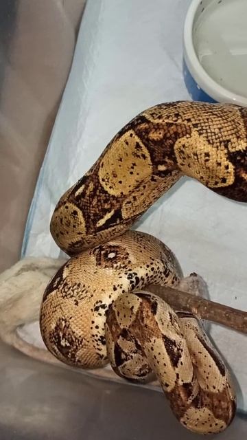 Кормление удава Мигеллы. 19 октября 2025 г. смотреть онлайн