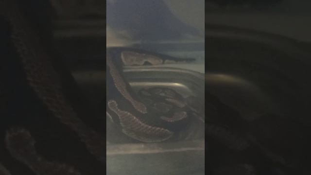 Норман пускает пузыри. 19 октября 2025 г. смотреть онлайн