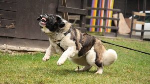 МОСКОВСКАЯ СТОРОЖЕВАЯ В ДЕЛЕ... На что способен этот огромный пёс