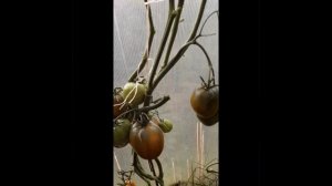 Томат СУРОВАЯ ДЫНЯ НЕМЦЕВ ПОВОЛЖЬЯ - обзор сорта МОЙ ЛЮБИМЧИК